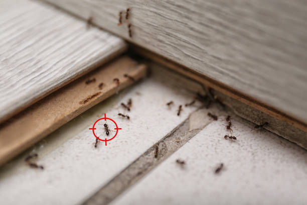 Best Pest Control Near Me  in North Puyallup, WA