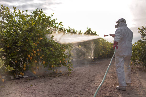 Best Wasp Removal Services  in North Puyallup, WA