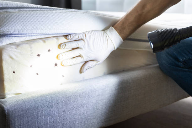 Best Local Pest Control Services  in North Puyallup, WA