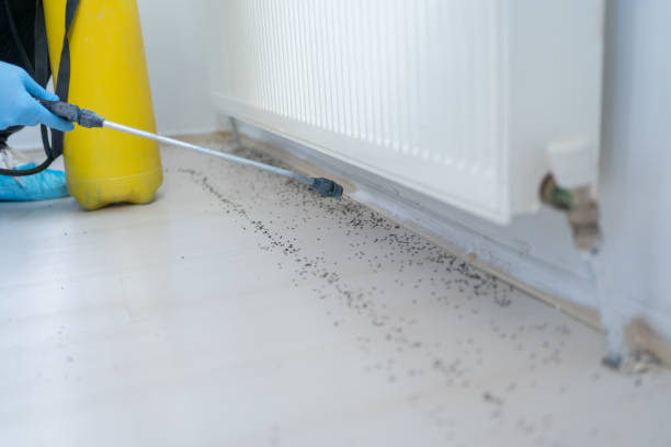 Pest Prevention Services in North Puyallup, WA